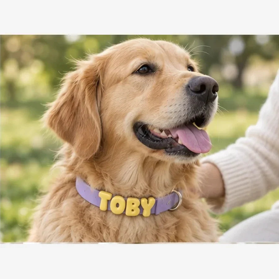 Comment choisir un collier personnalisé pour son chien ? — visuel illustratif Tobyz