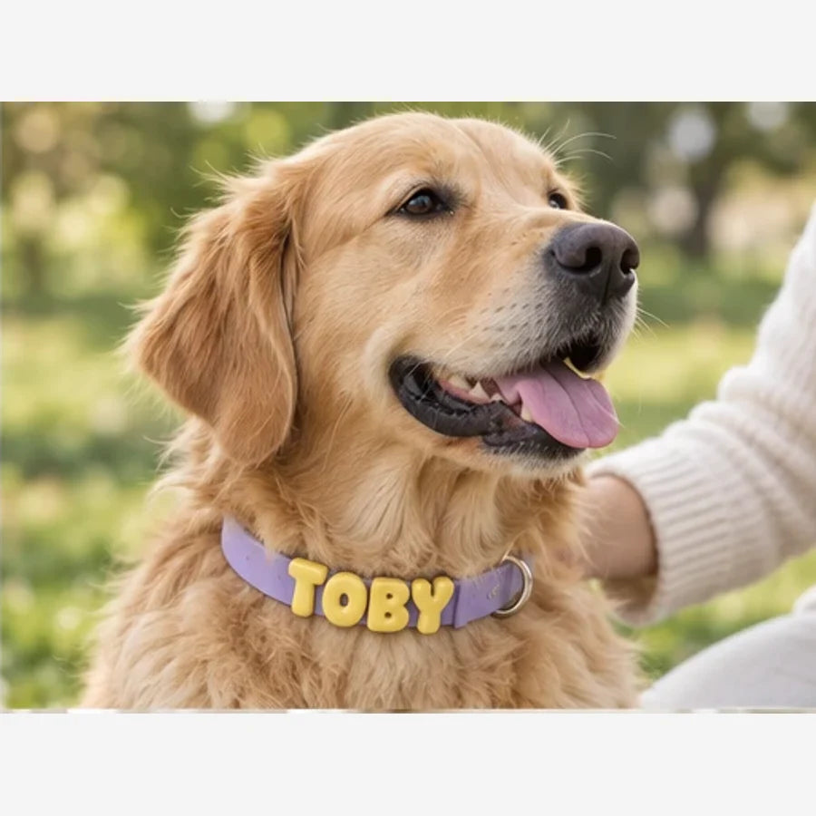 Collier pour chien personnalisé Loop — en situation, visuel illustratif