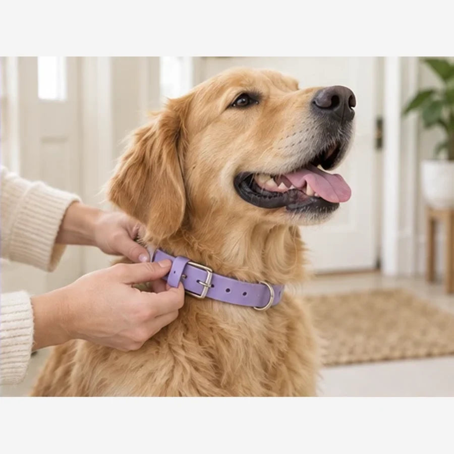 Collier pour chien personnalisé Loop — en situation, visuel illustratif